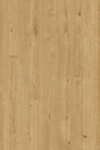 Popcorn Oak 608
